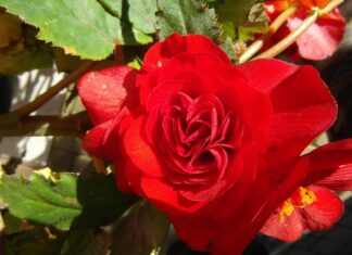 Jaka najlepsza piła ukośnica? Jaka najlepsza piła ukośnica?