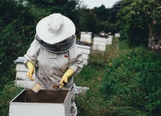Ile zarabia pszczelarz zawodowy?