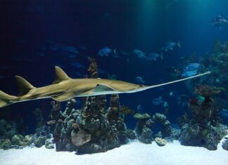 Jakiej firmy kupić piłę spalinową? Jakiej firmy kupić piłę spalinową?