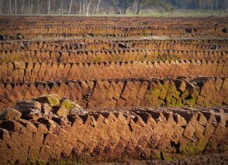 Jakie rośliny lubią torf kwaśny?